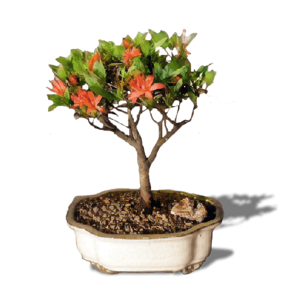 Flowering Azalea Bonsai Tree