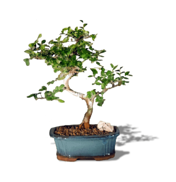 Chinese Elm Bonsai Tree