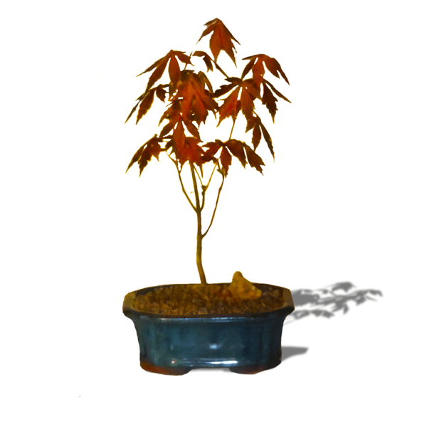 Japanese Red Maple Bonsai Tree