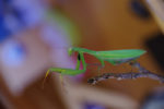 insectes