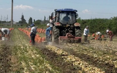 На Одещині збирають урожай цибулі, вирощеної за корейською технологією