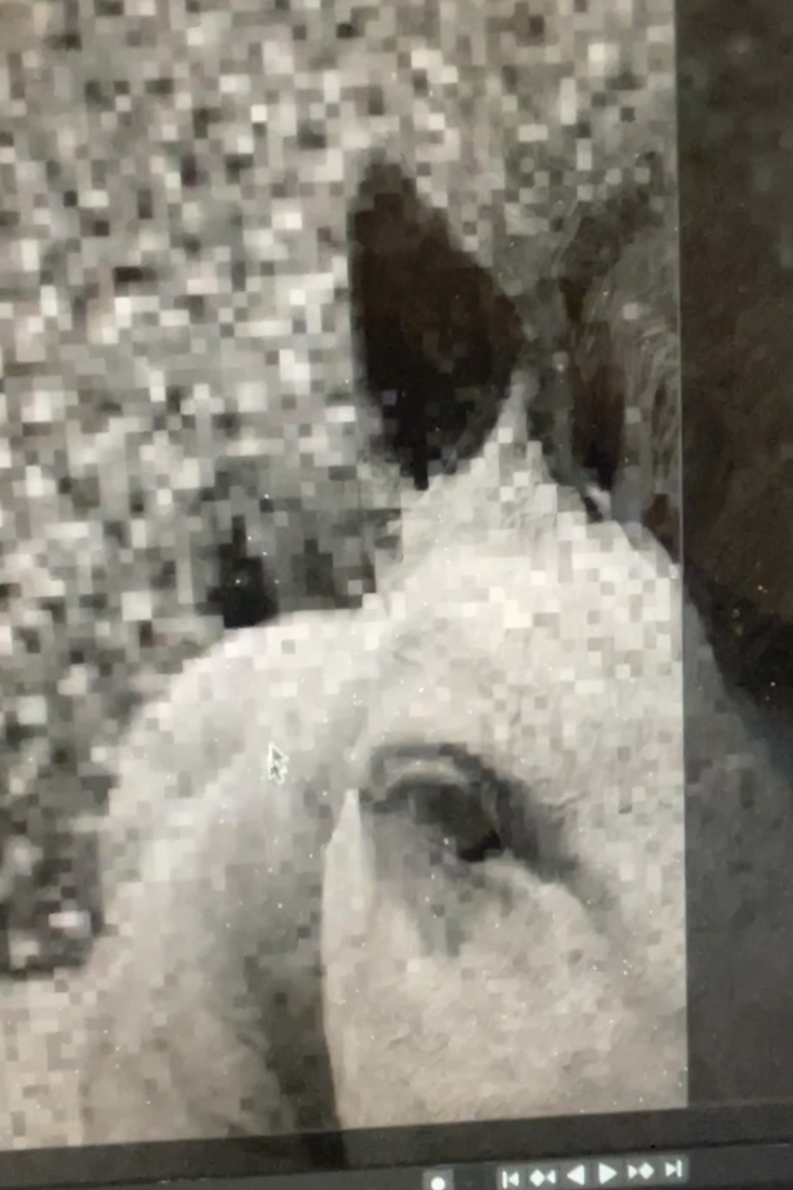 Rebecca Krasnik: Years of Streaming