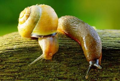 Slug and Snail Control Gardeners Corner Gardening Direct