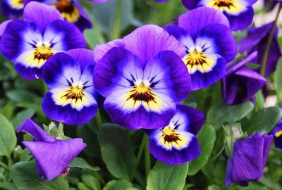 Here's what you need to do. How To Grow Violas Gardeners Corner Gardening Direct