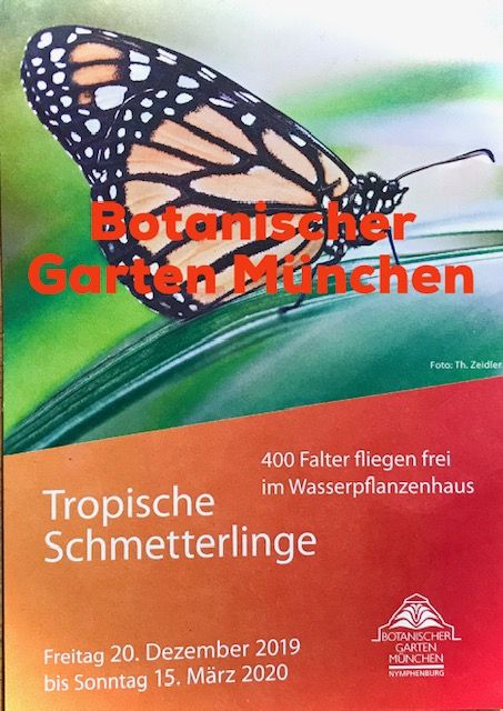 Sonderausstellung Tropische Schmetterlinge Botanischer Garten Kimapa