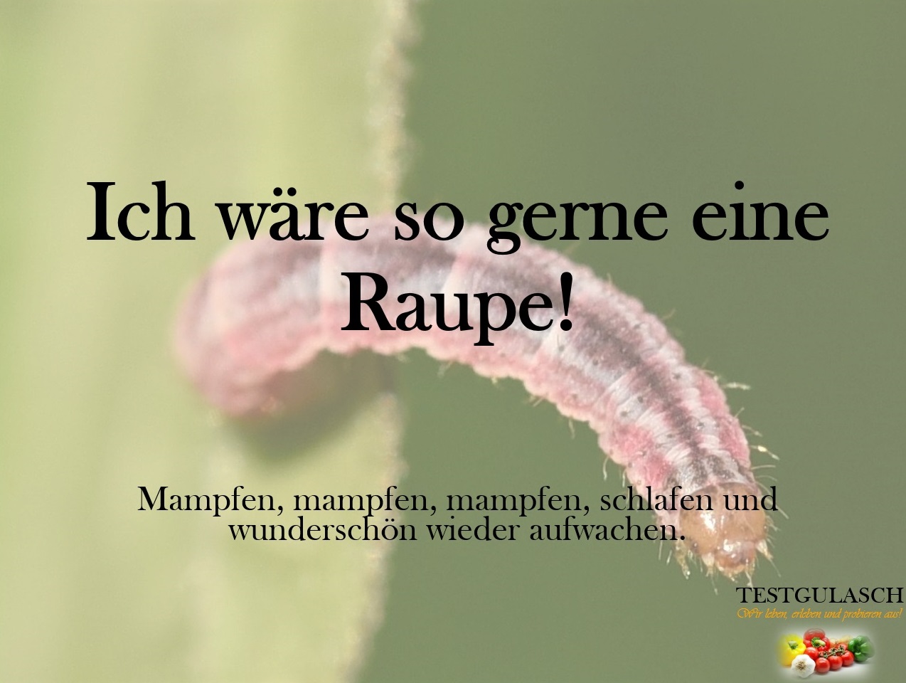 Lustige Sprüche Und Weisheiten - 960_x_1274_jpg