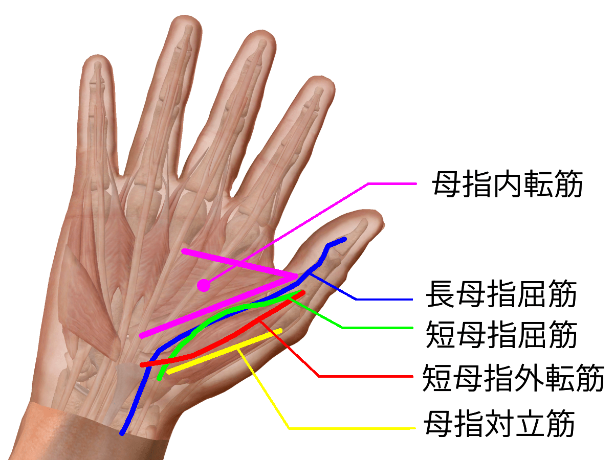 親指の掌側のストレッチ | 丹羽郡扶桑町のてつ接骨院
