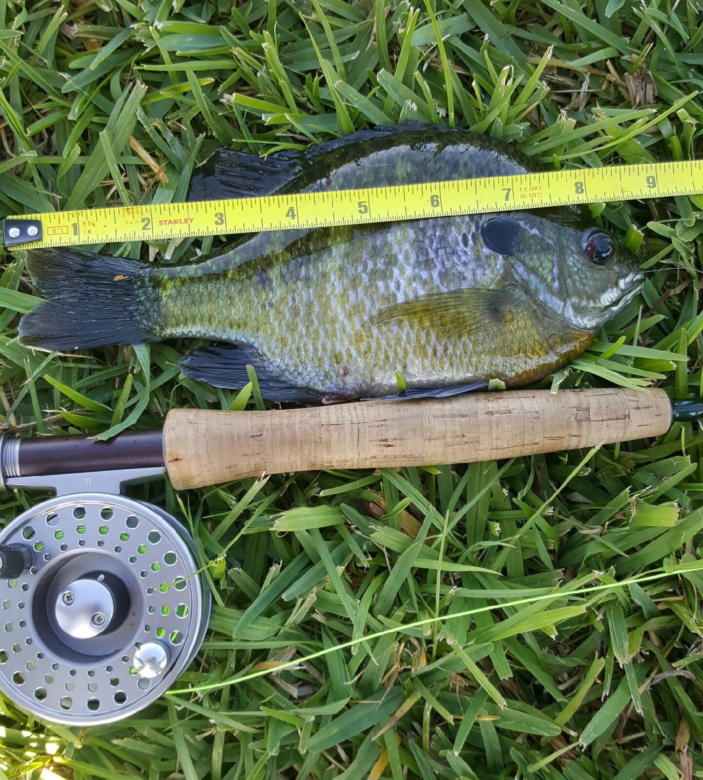 9" Bluegill caught by "Puck"