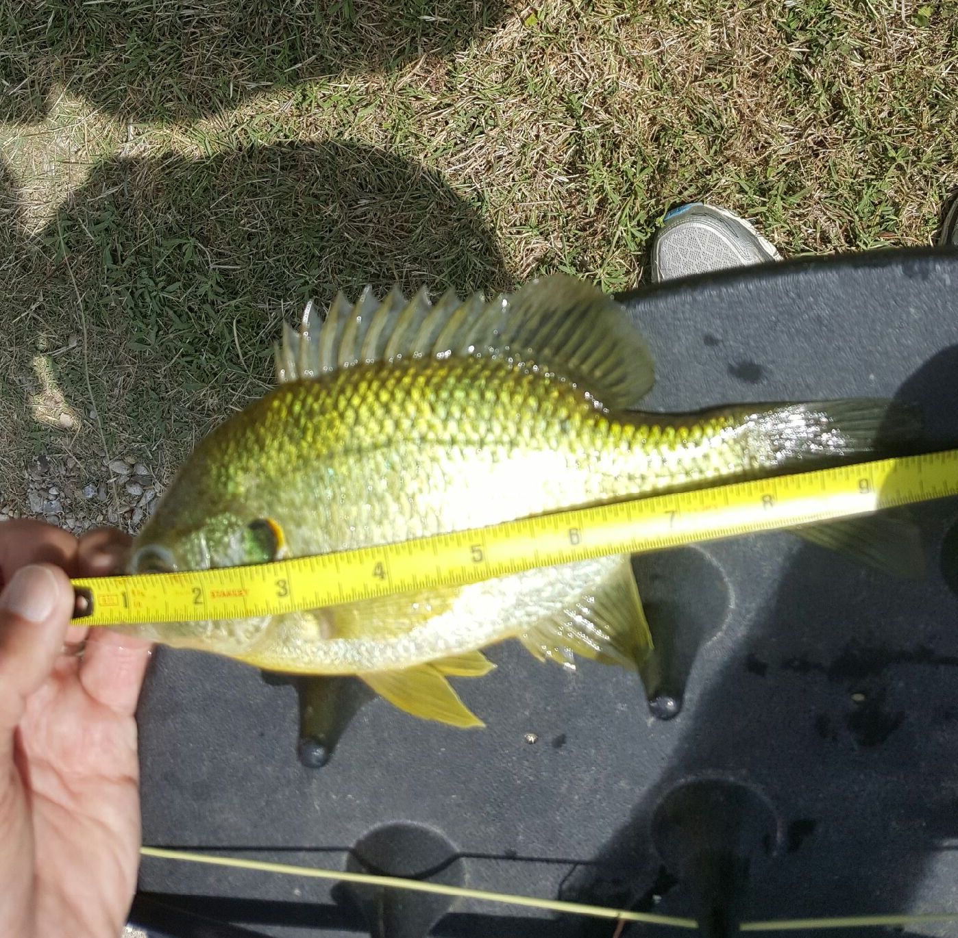 9¾" Redear caught by Russell C.