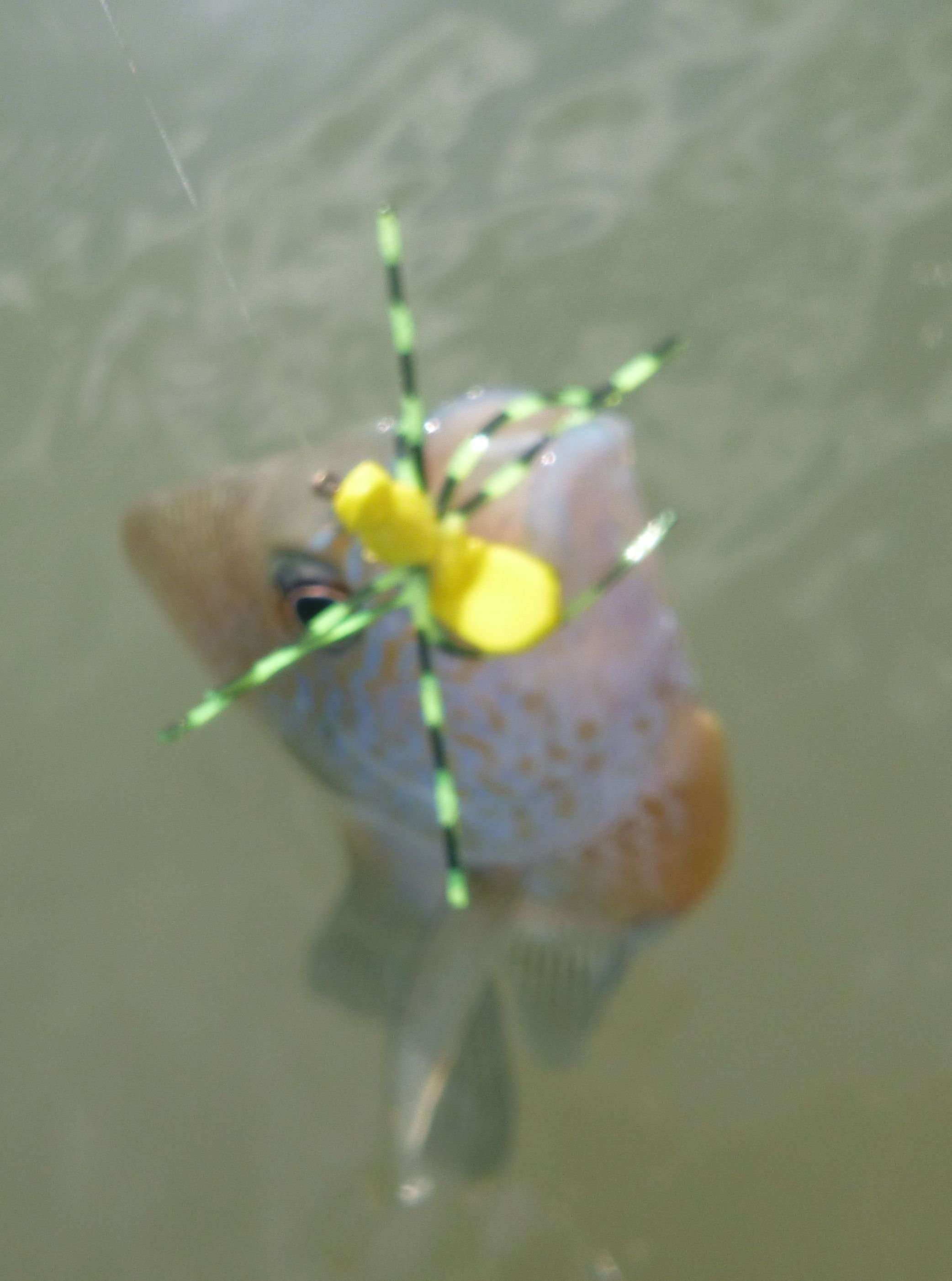 Topwaters catch fish