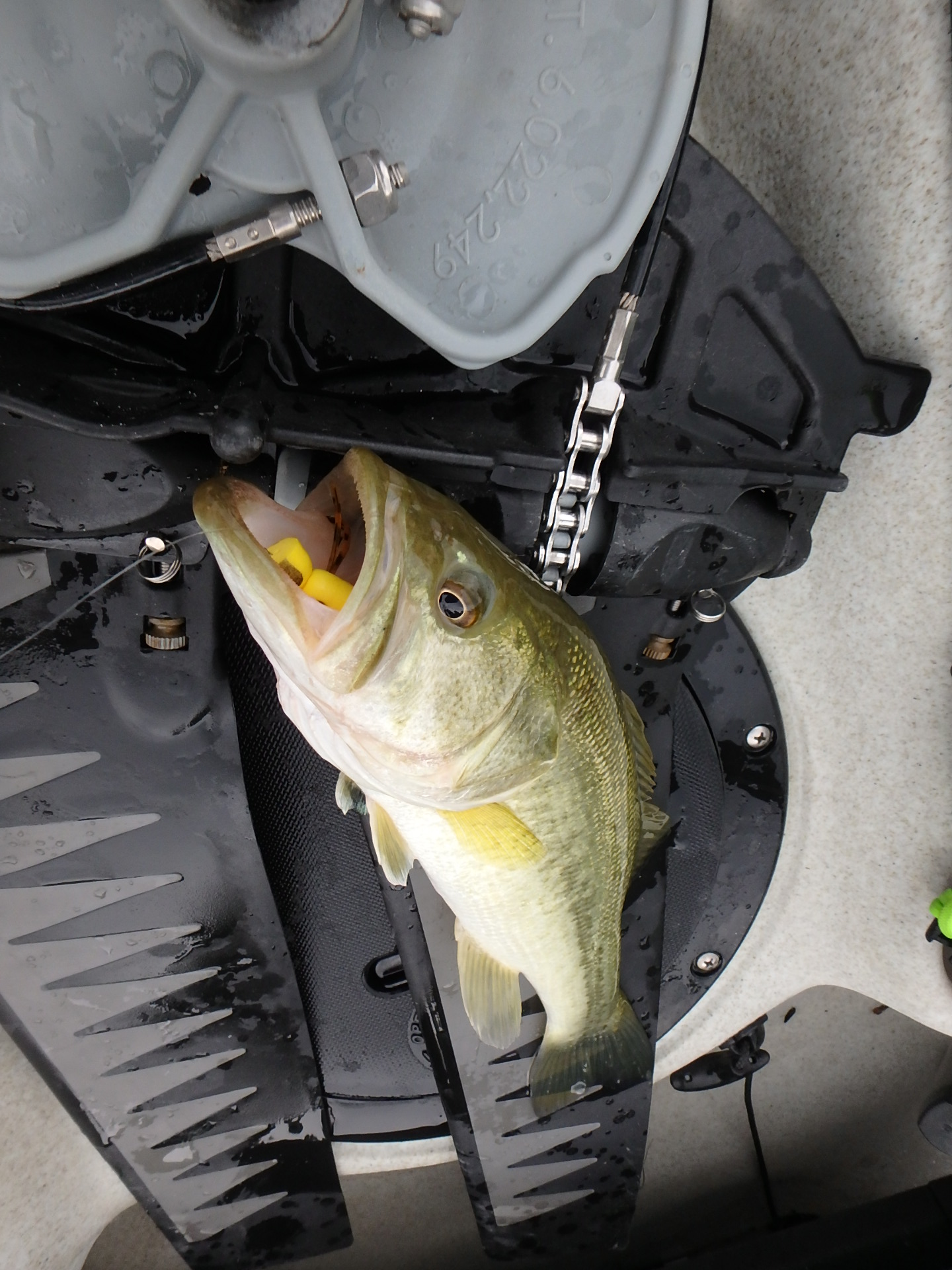 LMB on topwater (S1B)