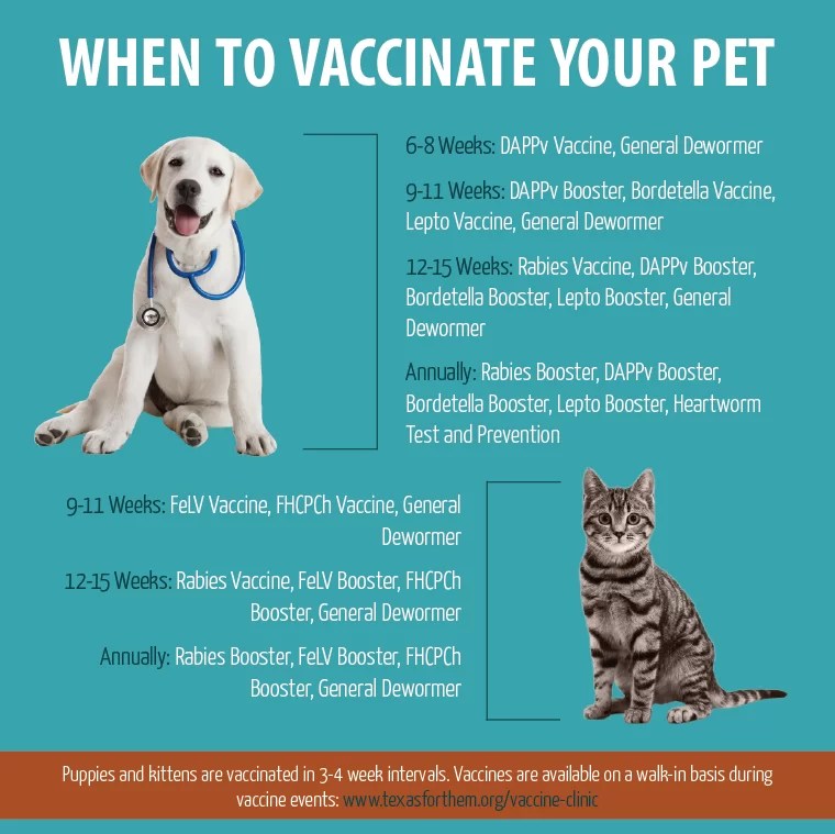 Commonly Asked Questions About Kittens Tcap Affordable Spay Neuter And Vaccinations
