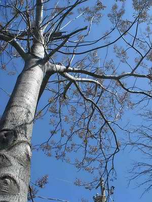 royal paulownia