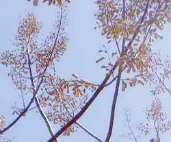 royal paulownia flowers
