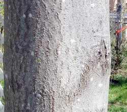 royal paulownia bark