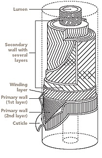 A schematic representation of cotton fiber showing its various layers.