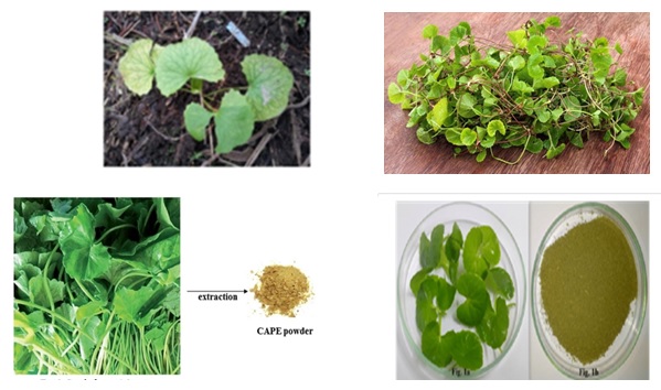 Cantella Asiatica extraction