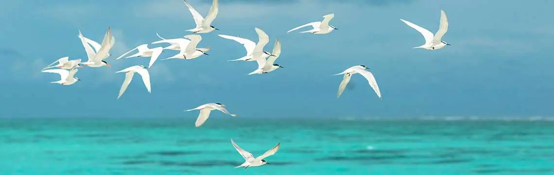 seagulls fly over a tropical ocean scene