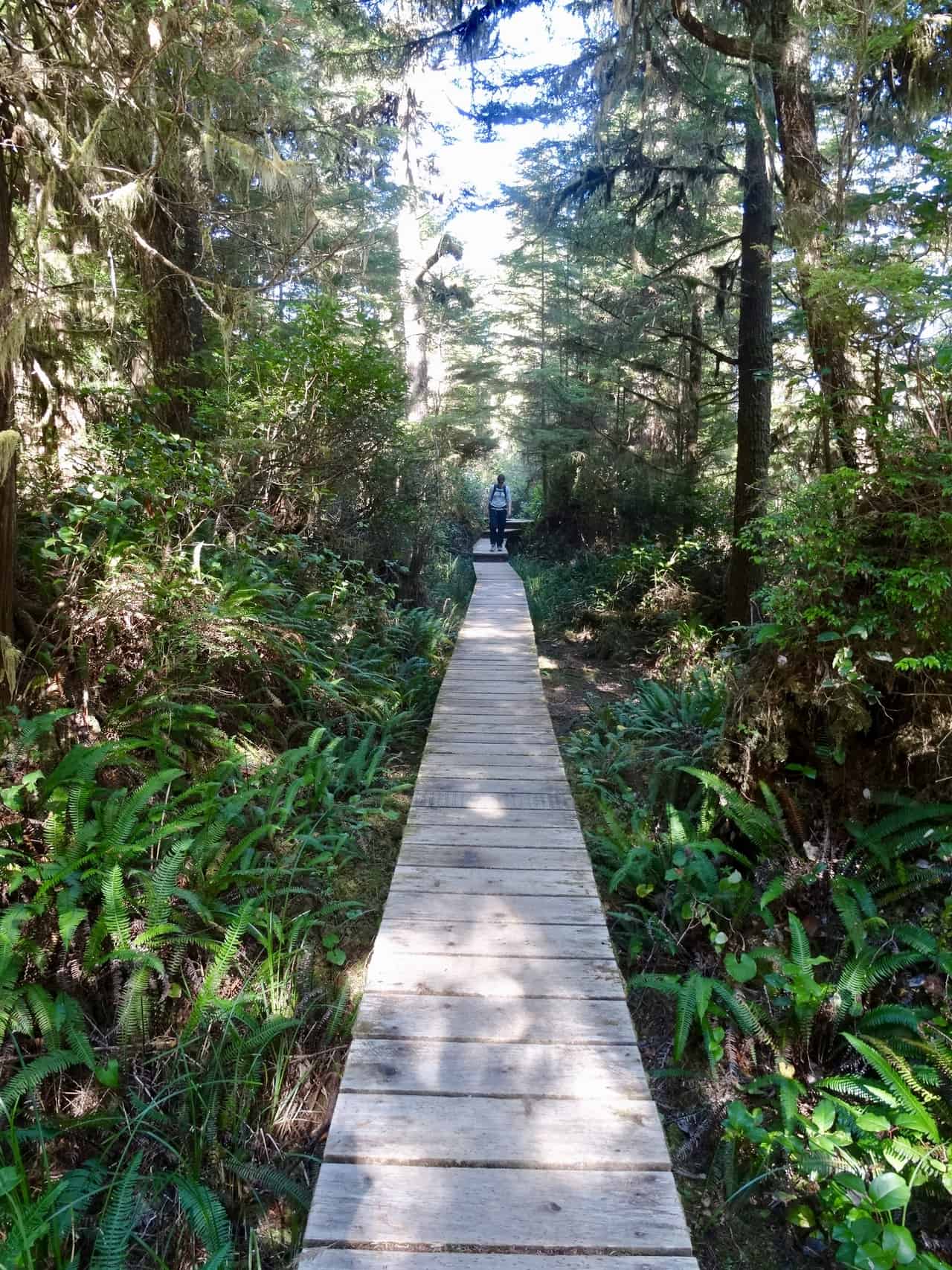 Waldweg auf Vancouver Island, Kanada (M. Schäfer, Textrakt)