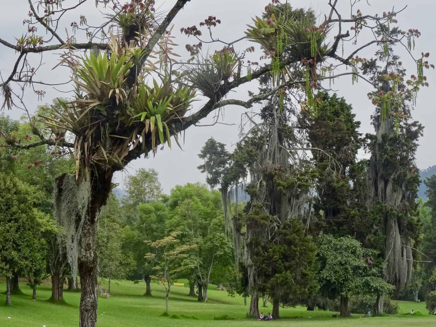 Parque Bosque Popular Del Prado, Manizales, Kolumbien (Bild: M: Schäfer, Textrakt)