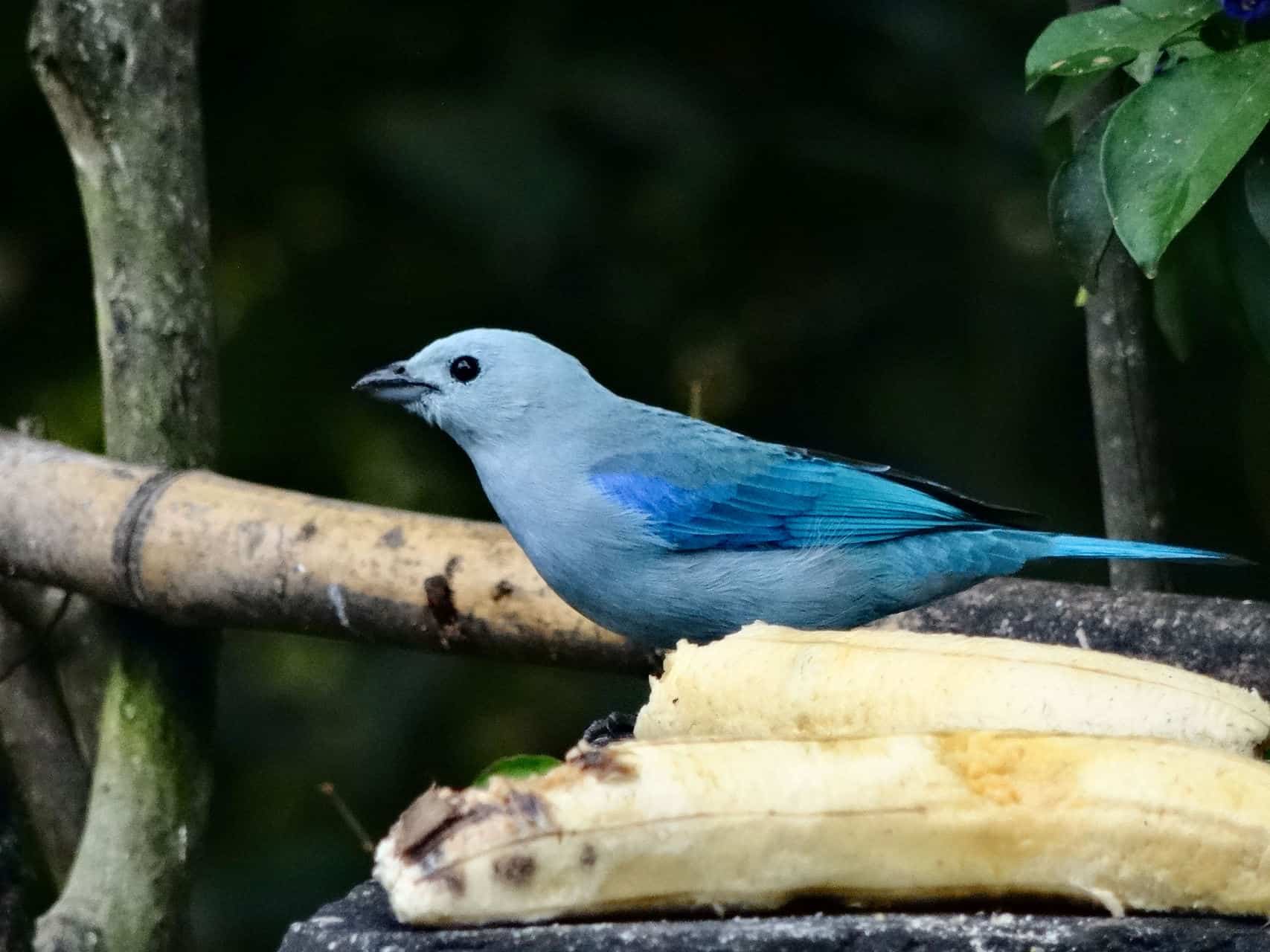 Blautangare (Bild: M. Schäfer)