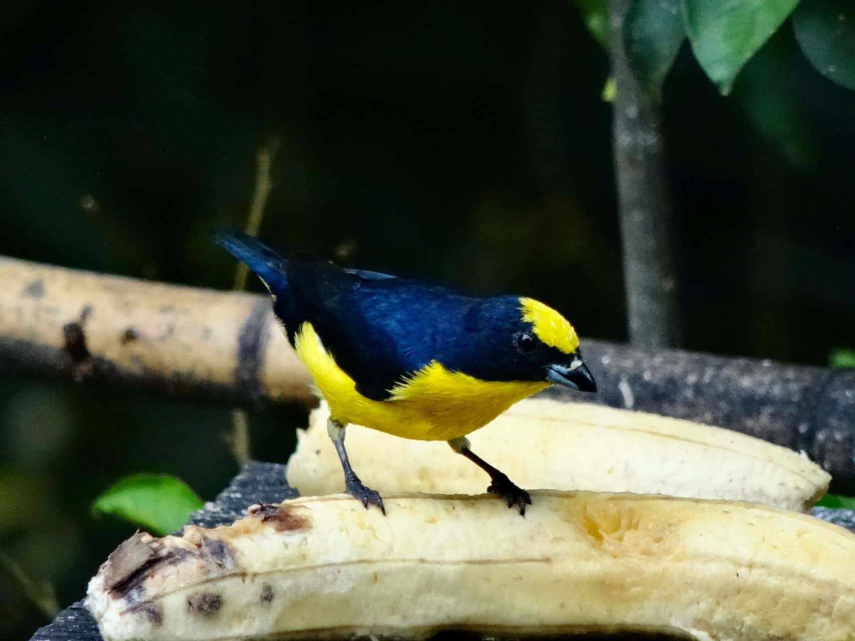 Noch ein Vogel (Bild: M. Schäfer)