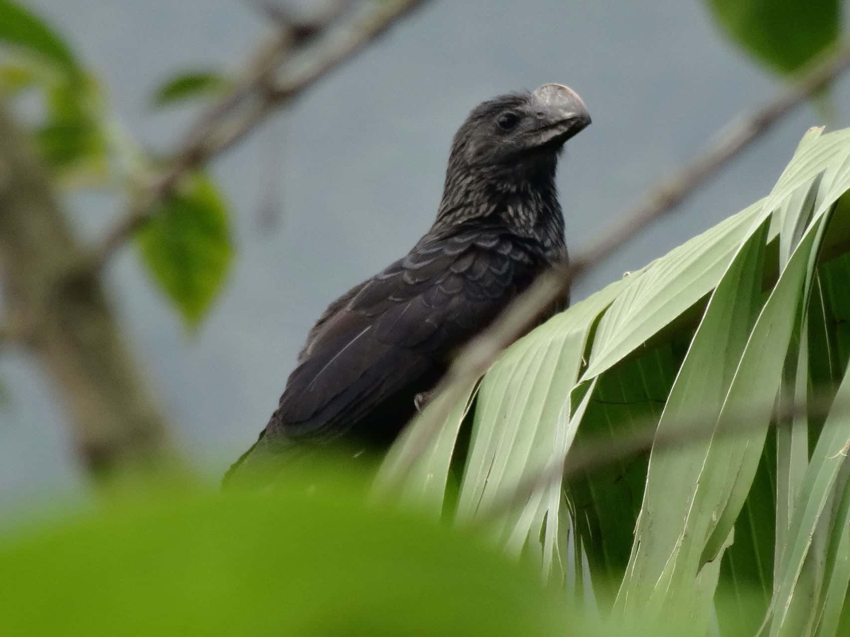 Vogel (Bild: M. Schäfer)