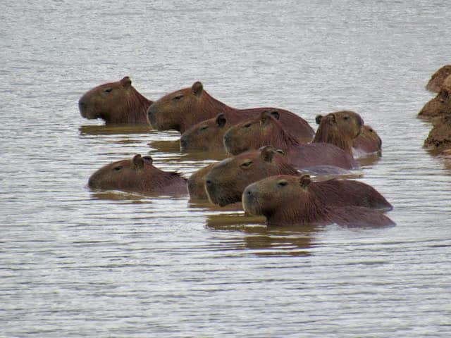 Viel Schwein (Bild: M. Schäfer)
