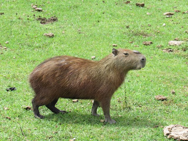 Wasserschweinmann (Bild: M. Schäfer)