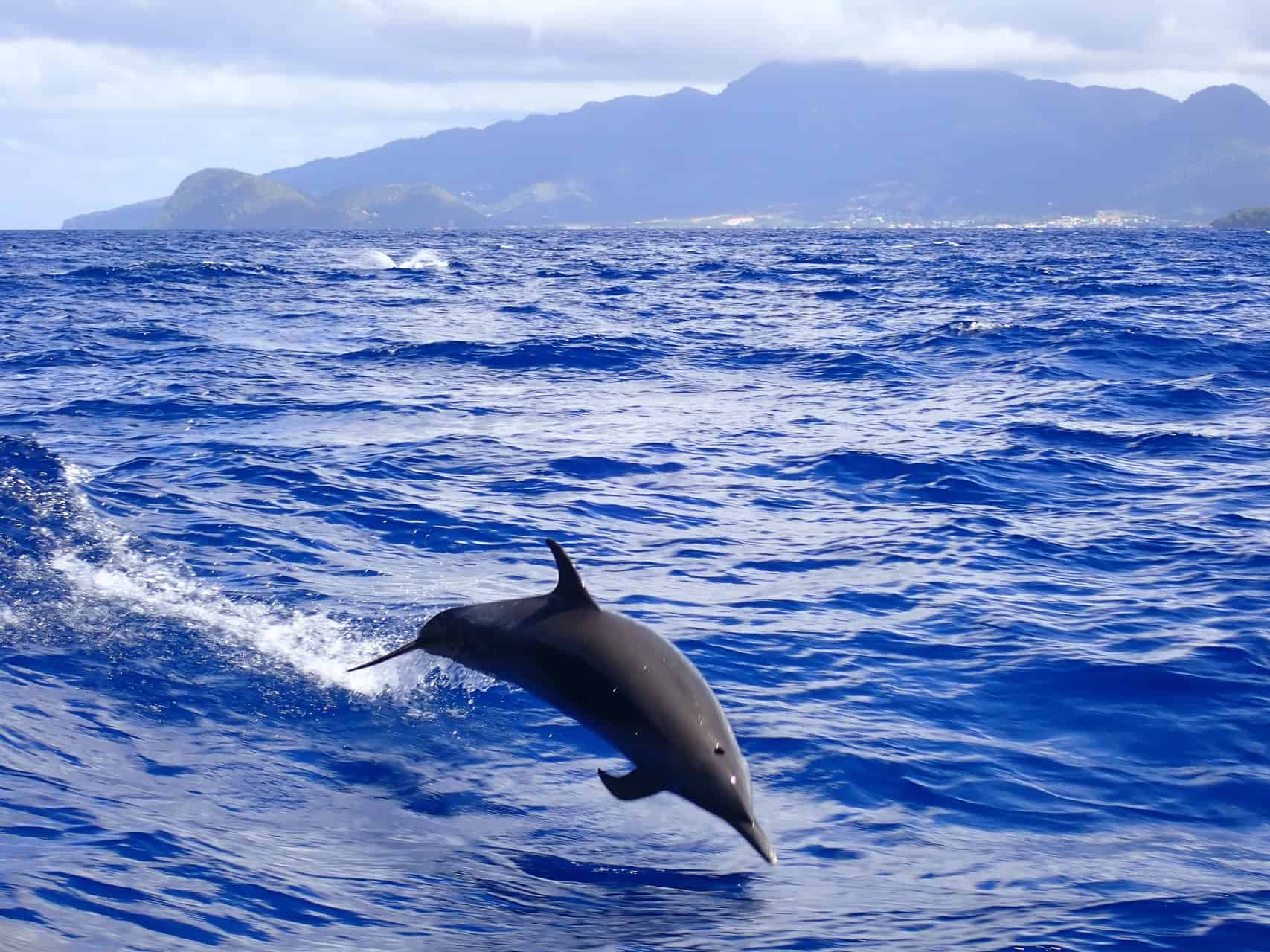Delfin vor der Kulisse von Dominica (Bild: M. Schäfer)
