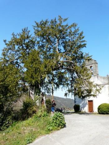 Arango iglesia y tejo de San Martín