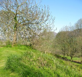 Sofelguera