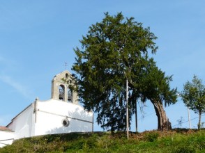 Tejo Arango