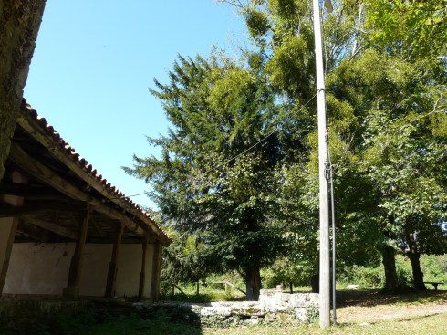 teja Cazu