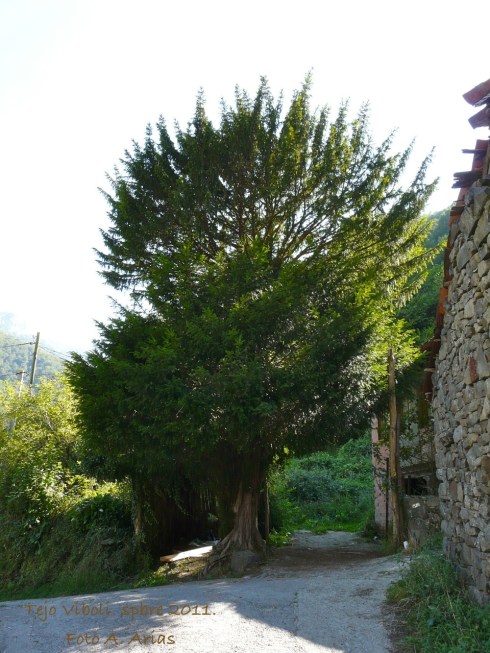 tejo Viboli
