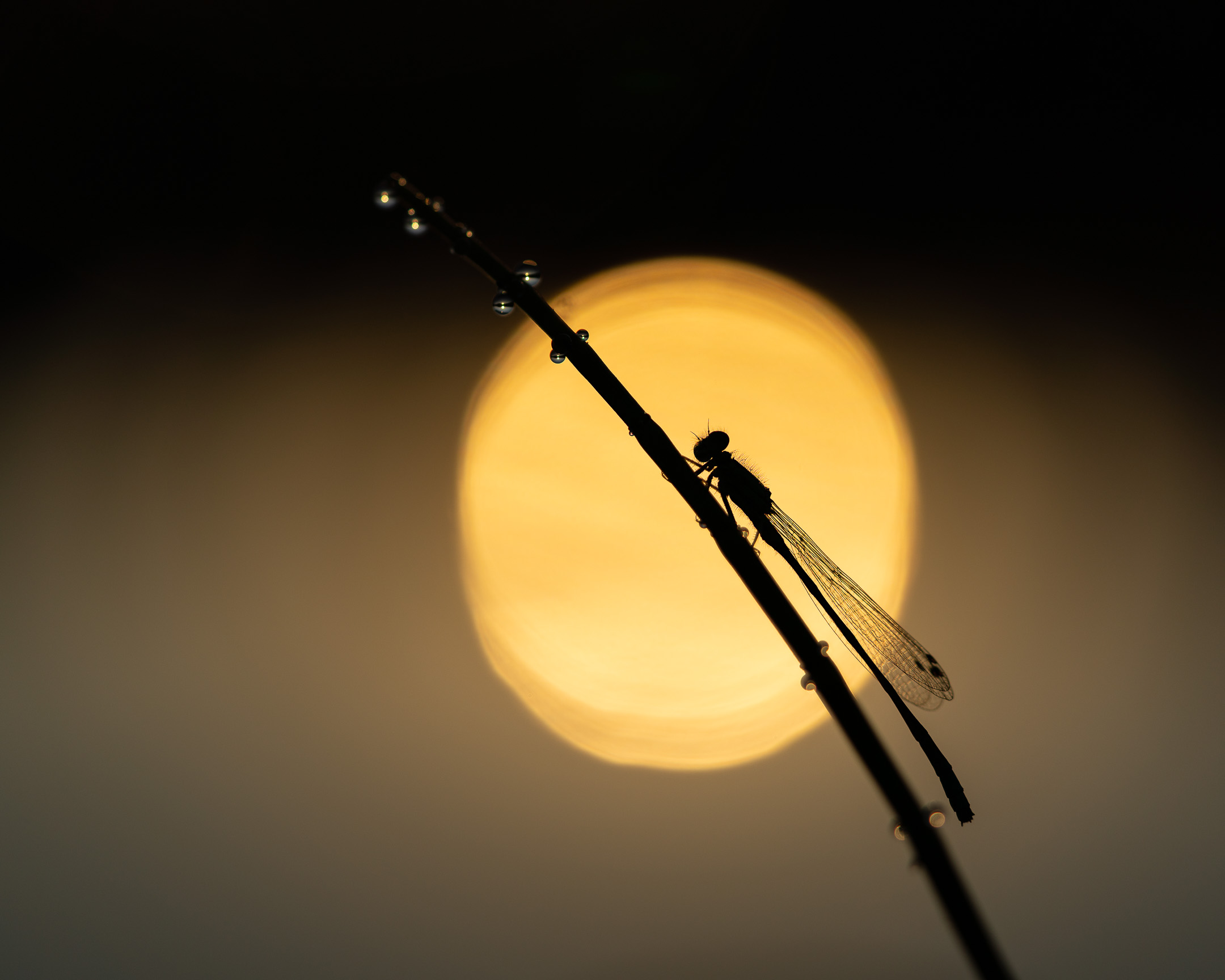 Libéllule dans un bokeh au lever du soleil Suisse Switzerland