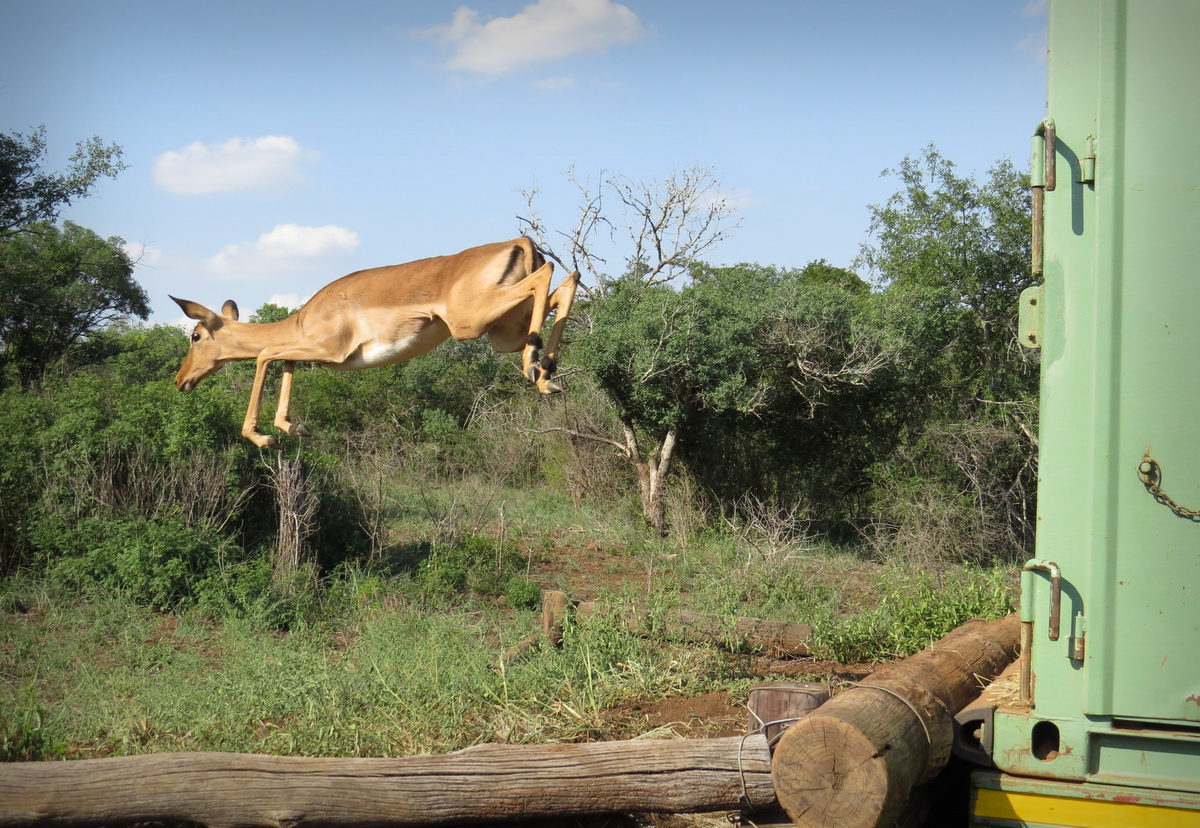 An Impala jumping to freedom ...