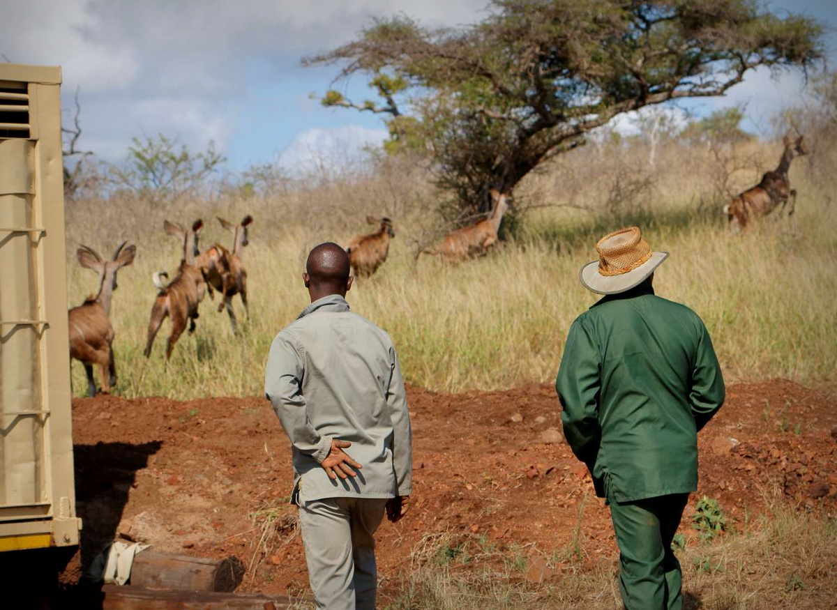 Watching the Kudus moving off ...