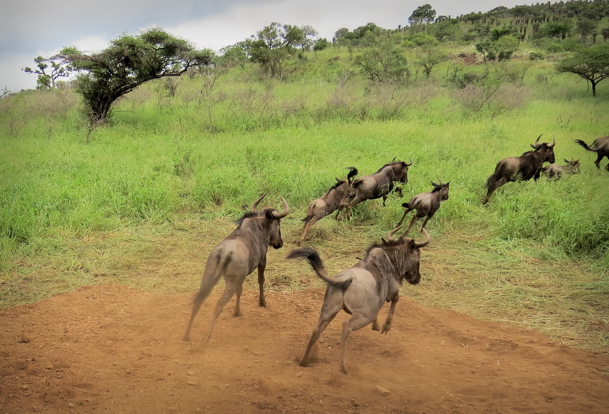 The view from top of the trailer - Counting the arriving Wildebeest ...