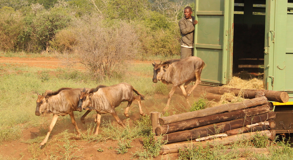 Not everyone did a high-jump - some just walked out onto the reserve ...
