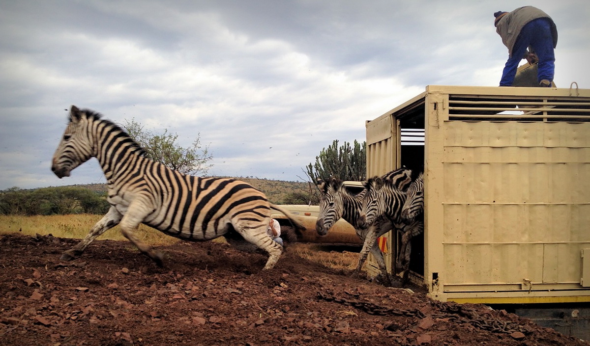 High-velocity Zebras ...
