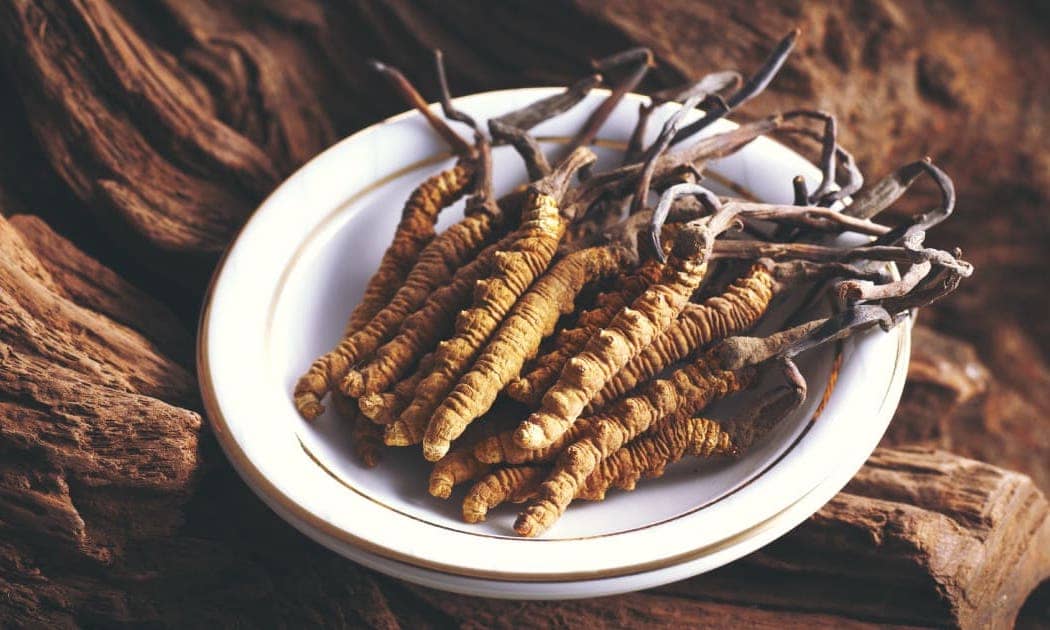 cordyceps