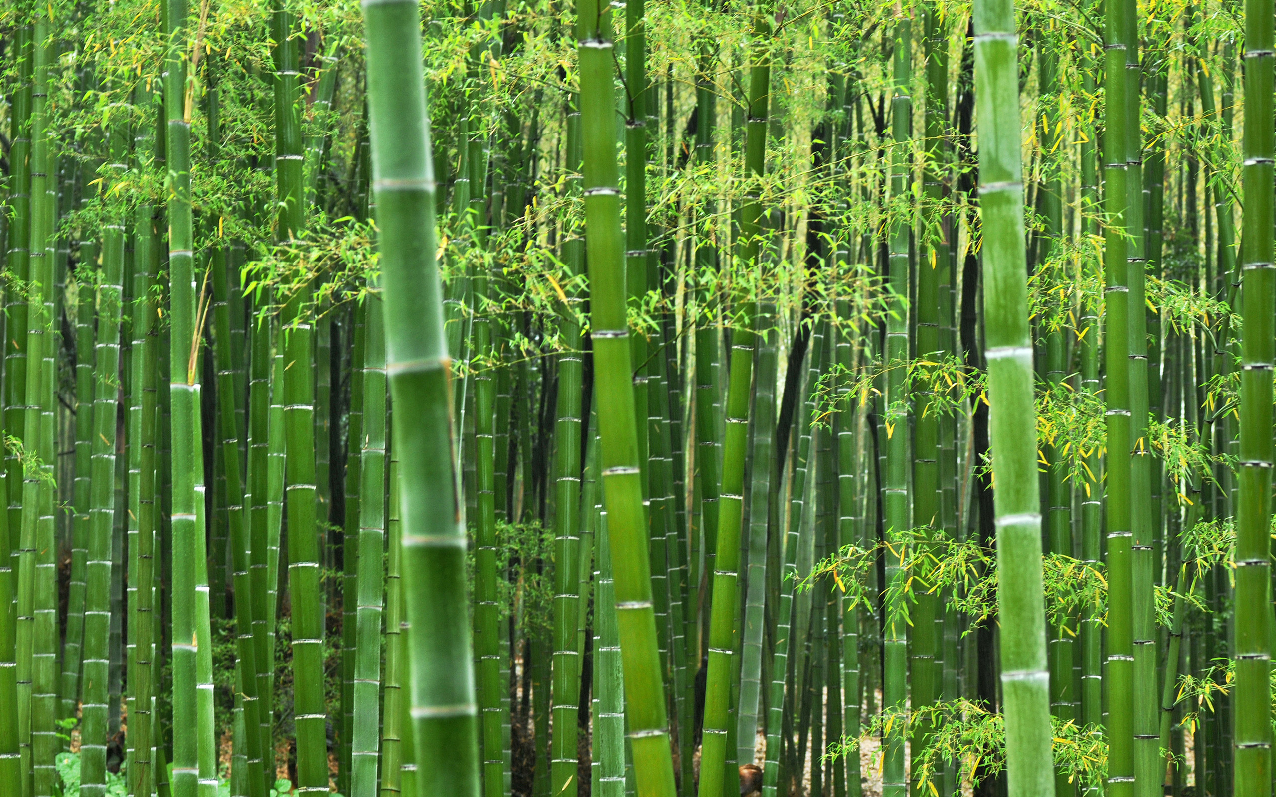 bamboo.jpg?fit=1200,750&ssl=1&