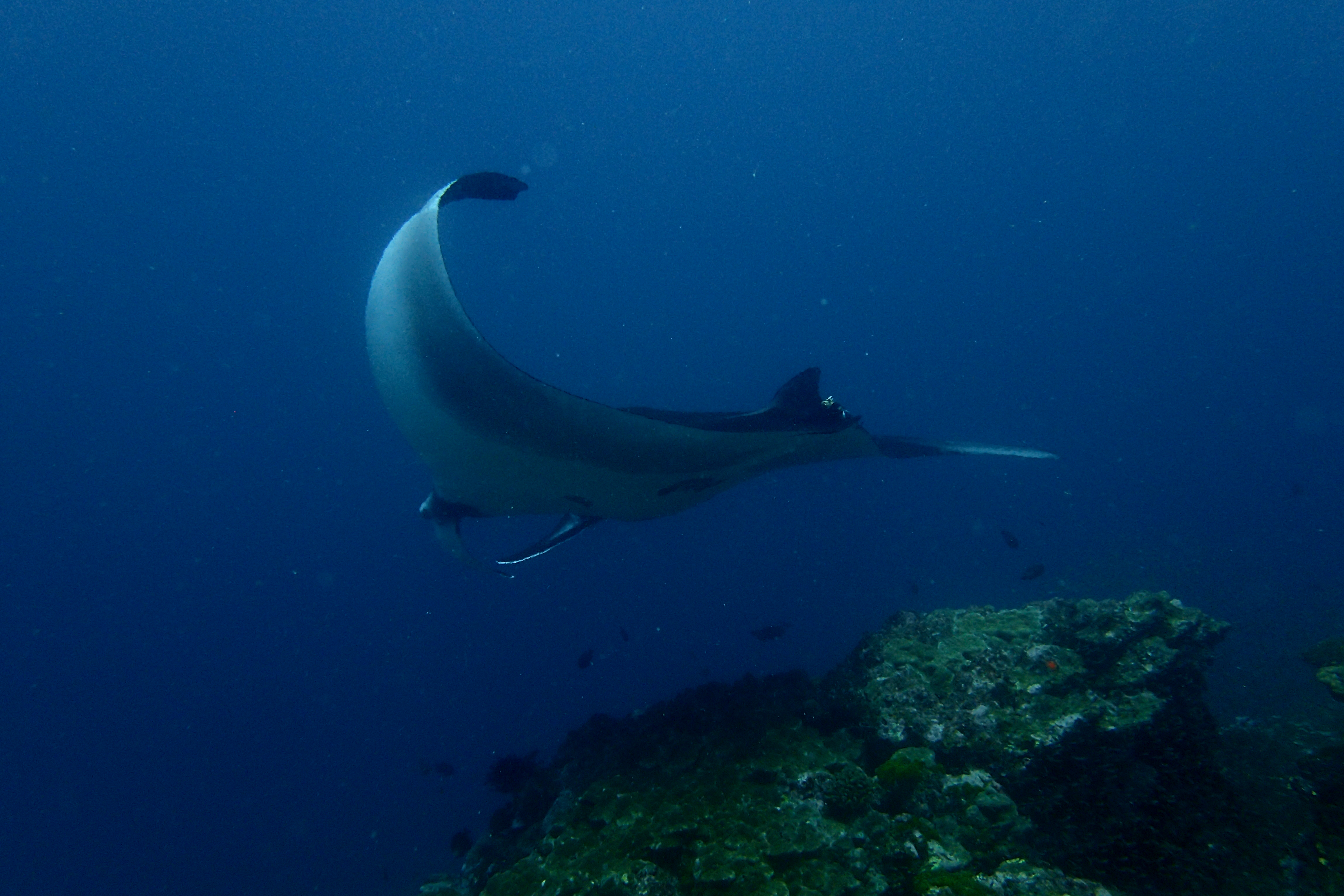 Manta (2)