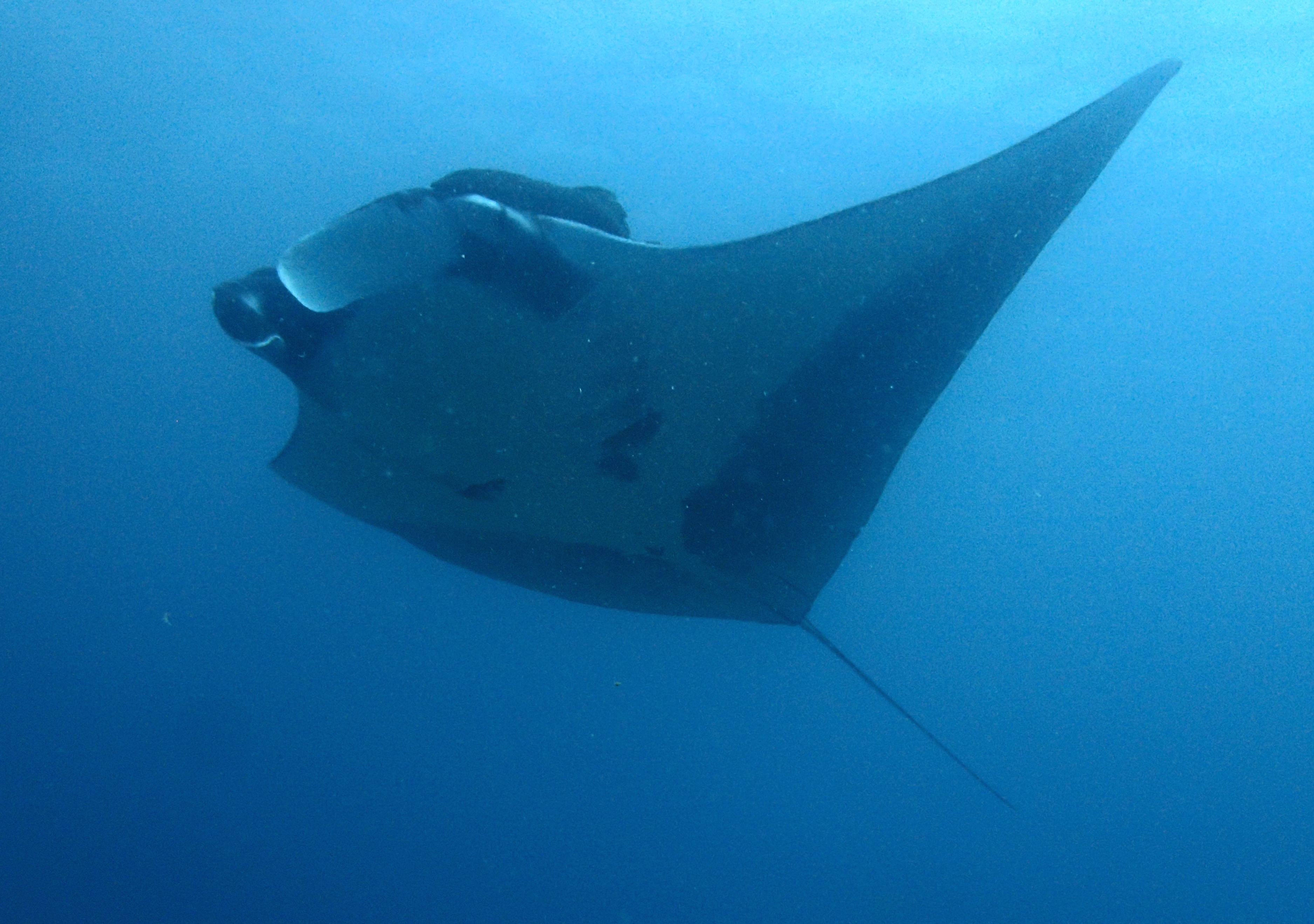 Manta (4)