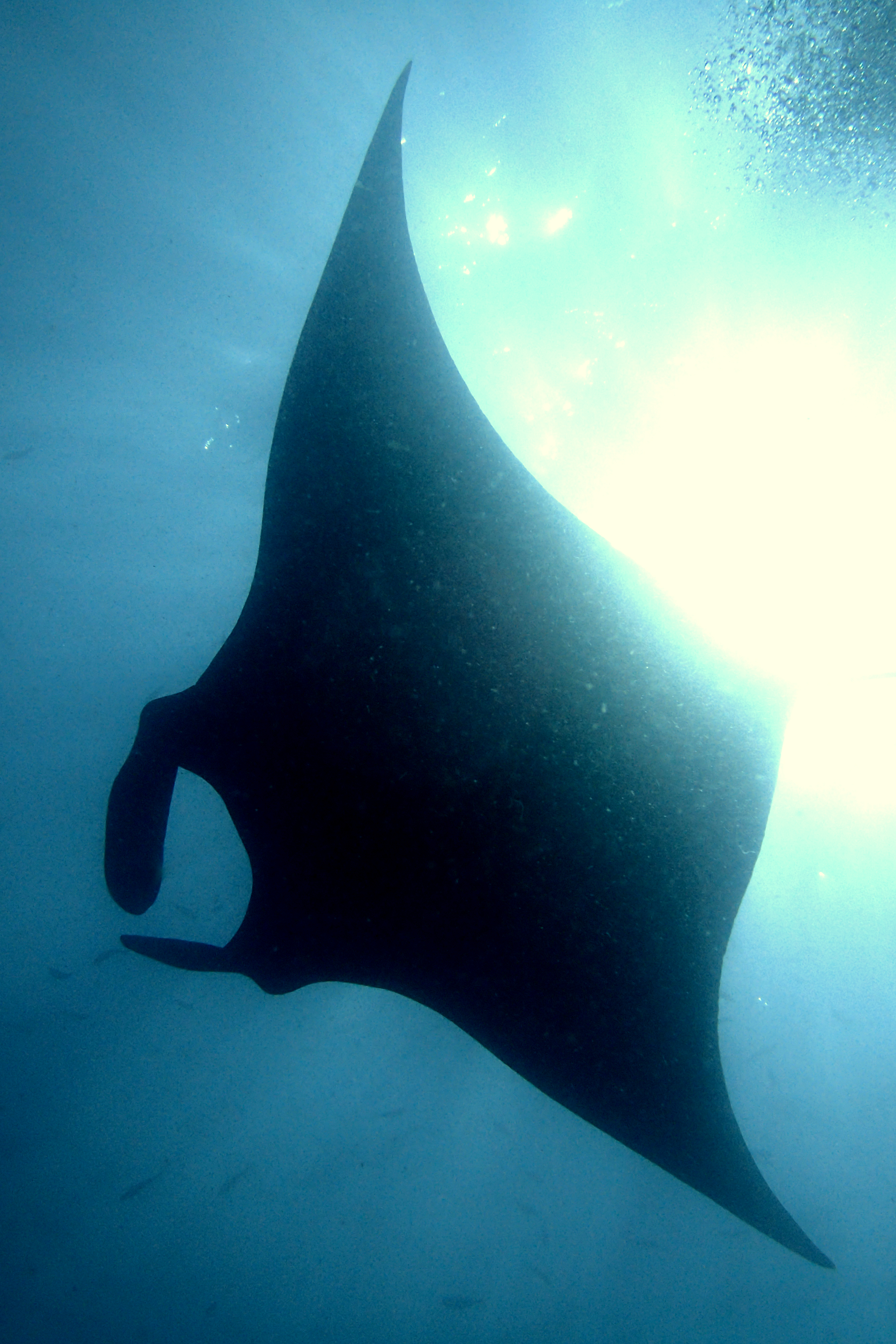 Manta (5)