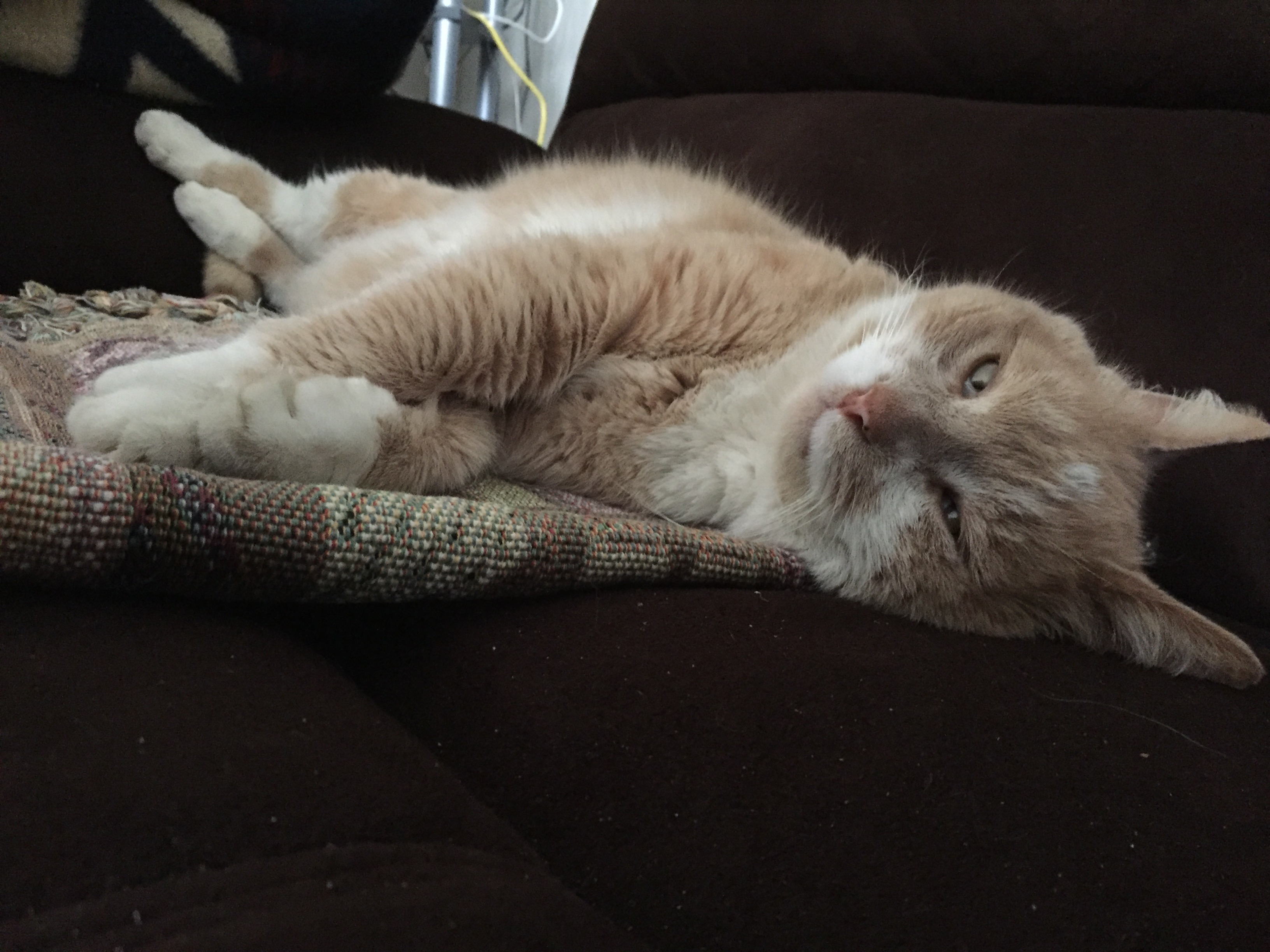 Majestic Cat lounging on the sofa