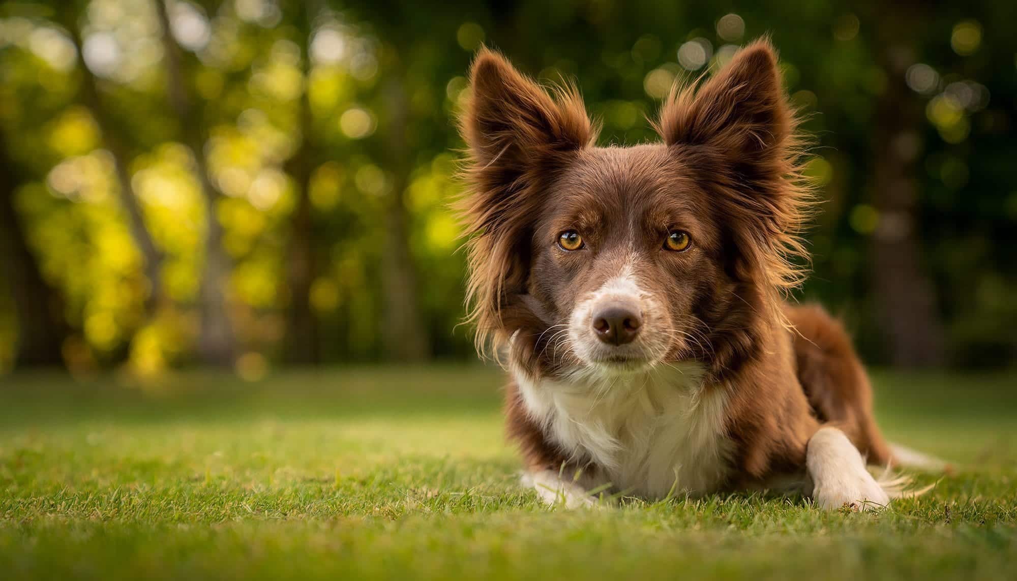 Portrait of a dog photography at luca glossop blog