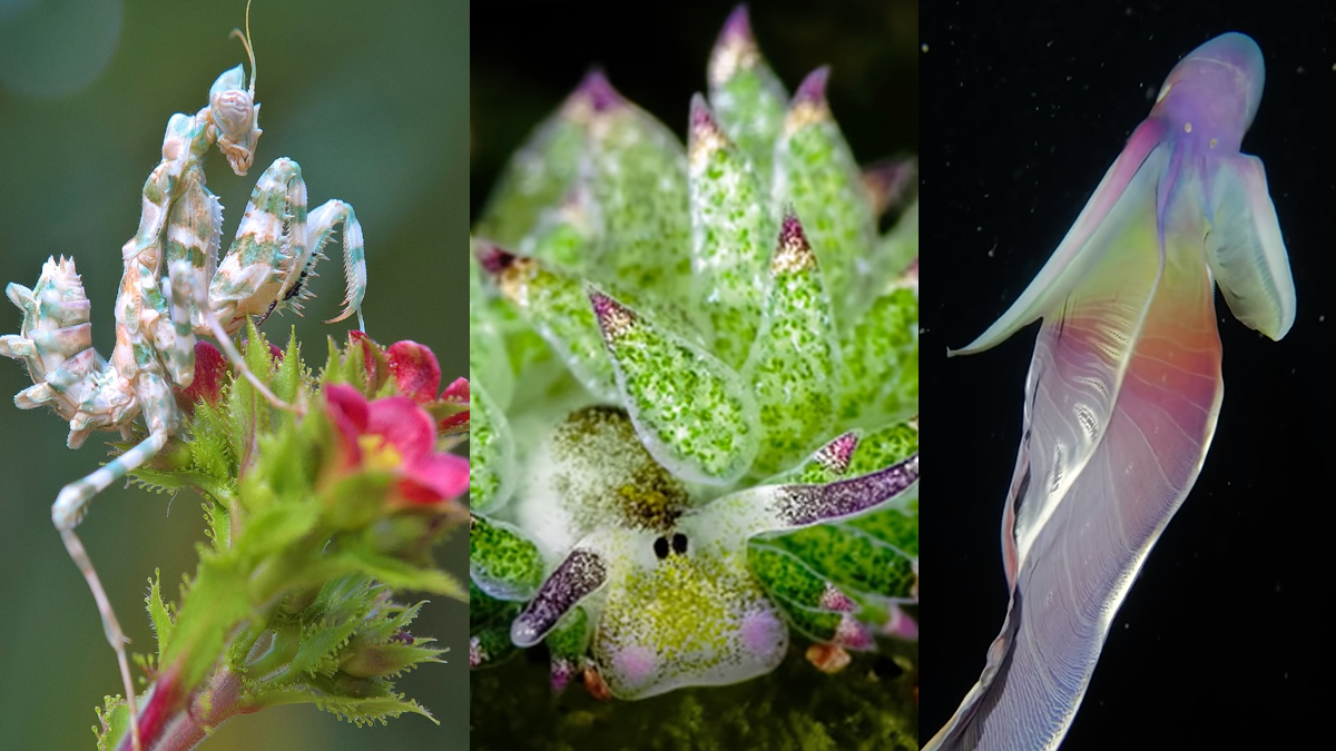 Alien-like creature of Earth