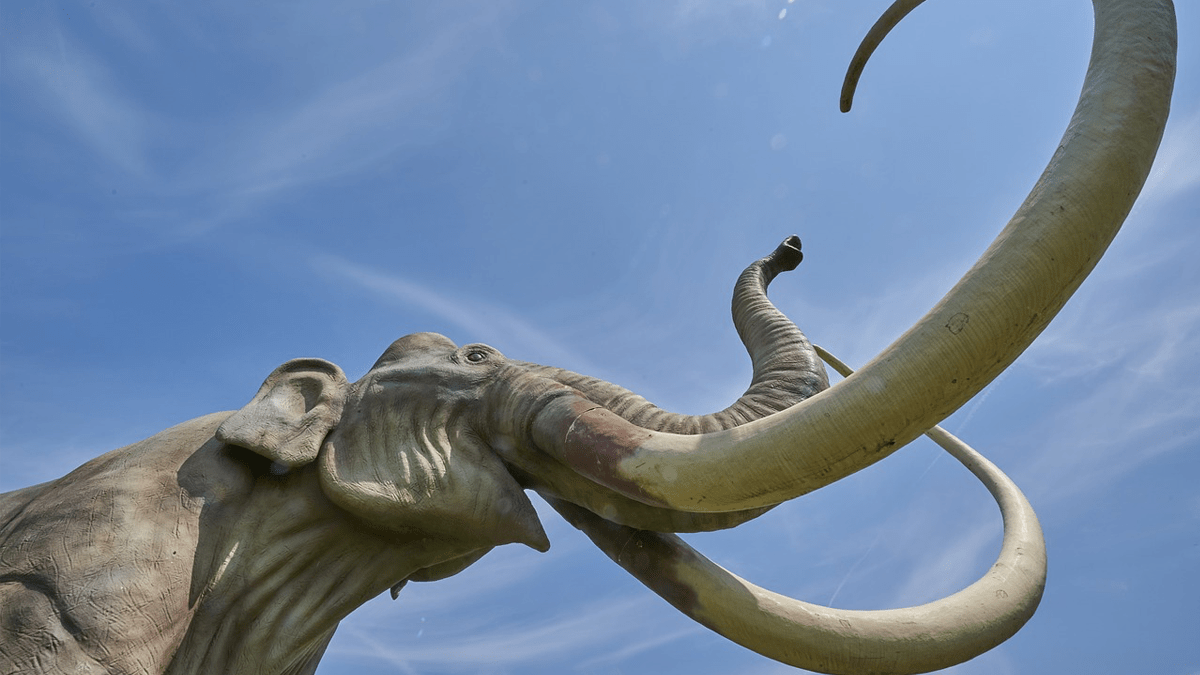 Mammoth, Woolly Mammoth, New Mexico, bones, Timothy Rowe